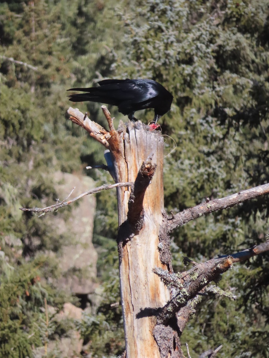 Common Raven - ML646598687