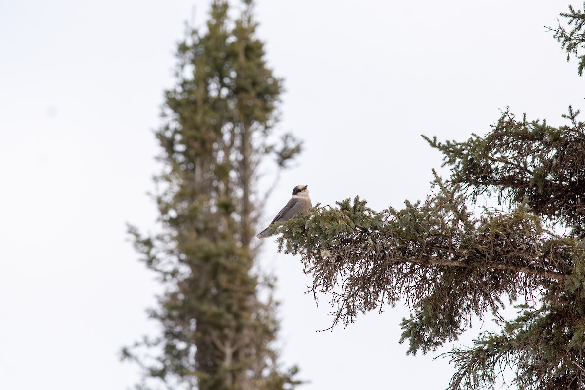 Канадская кукша - ML646598688