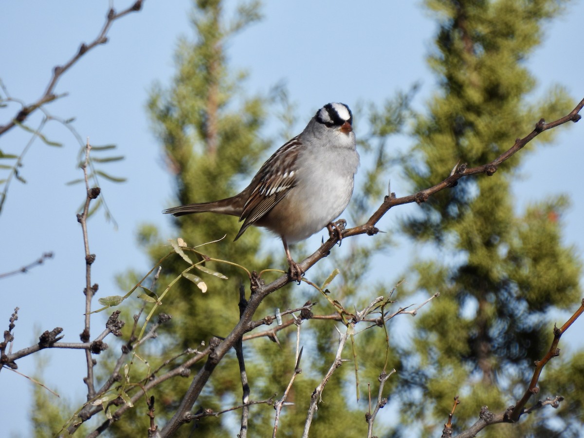 White-crowned Sparrow - ML646598712