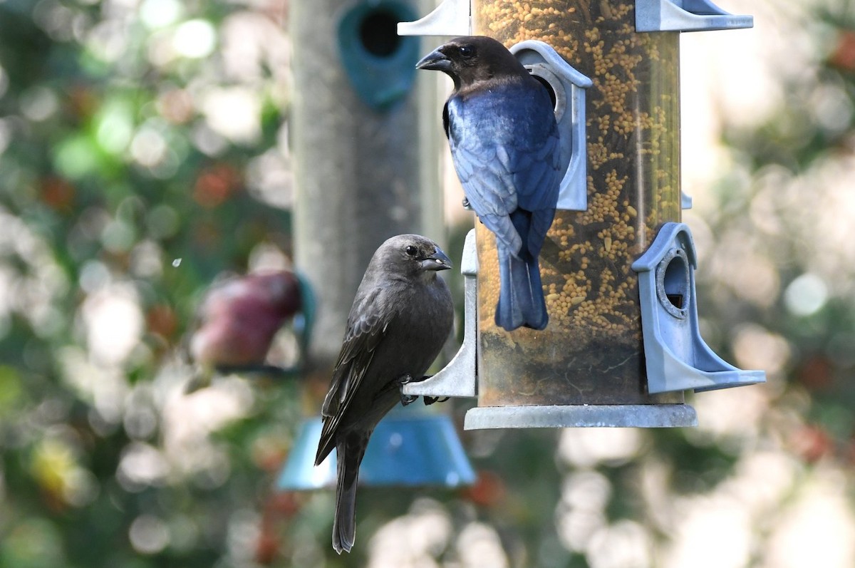 Коровий трупиал, буроголовый желтушник - ML646598713