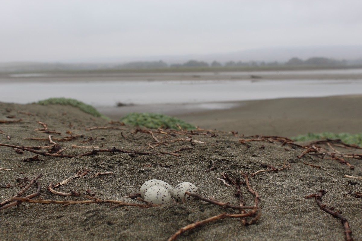 Кулик-сорока американський - ML646598715