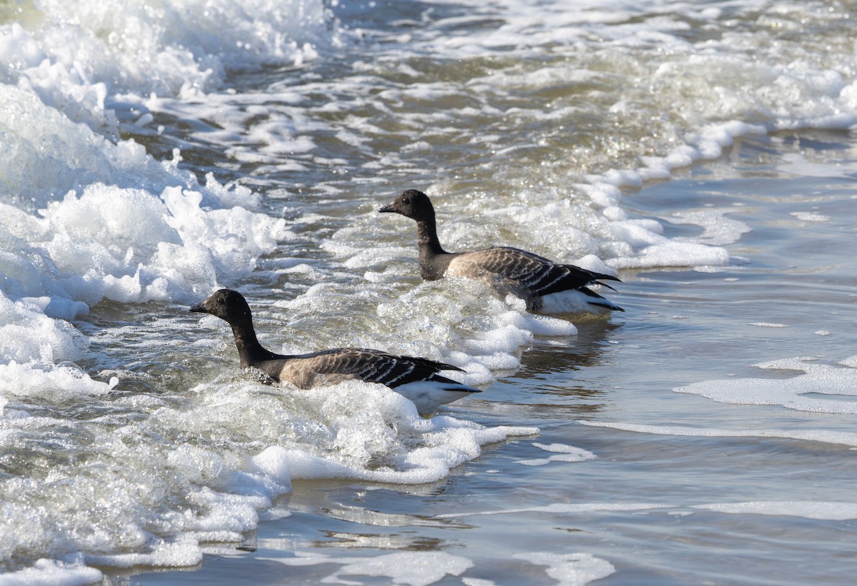 Brant (Pale-bellied) - ML646598716