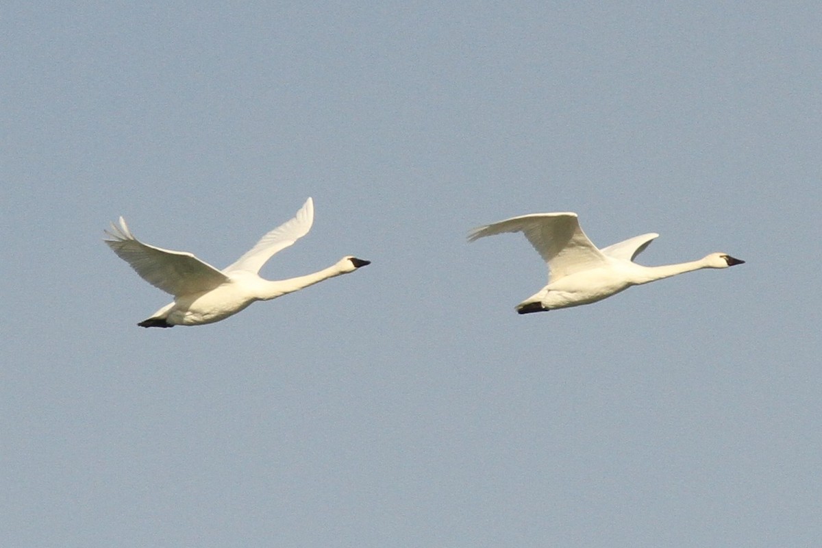 Cygne siffleur - ML646598717