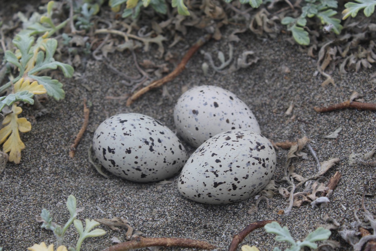 Кулик-сорока американський - ML646598718