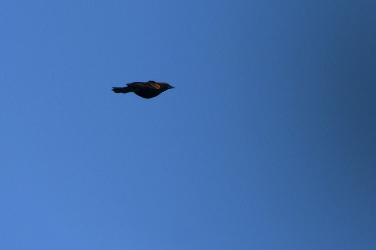 Red-winged Blackbird - ML646598719