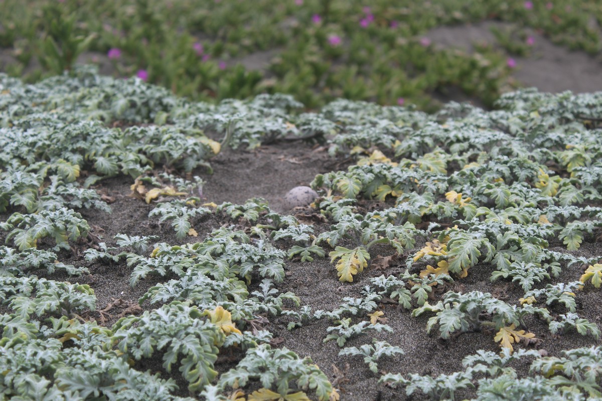 Кулик-сорока американський - ML646598720