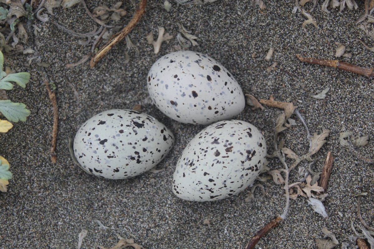 Кулик-сорока американський - ML646598721