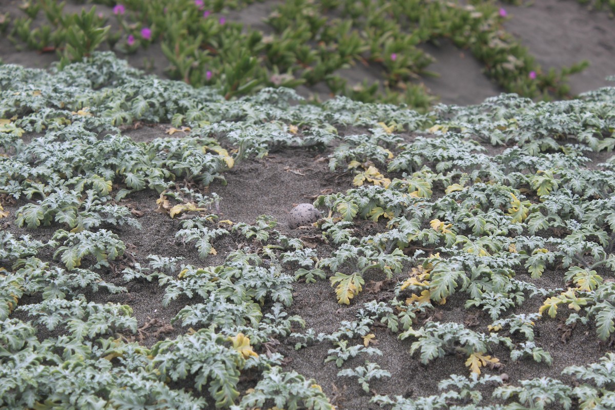 Кулик-сорока американський - ML646598722