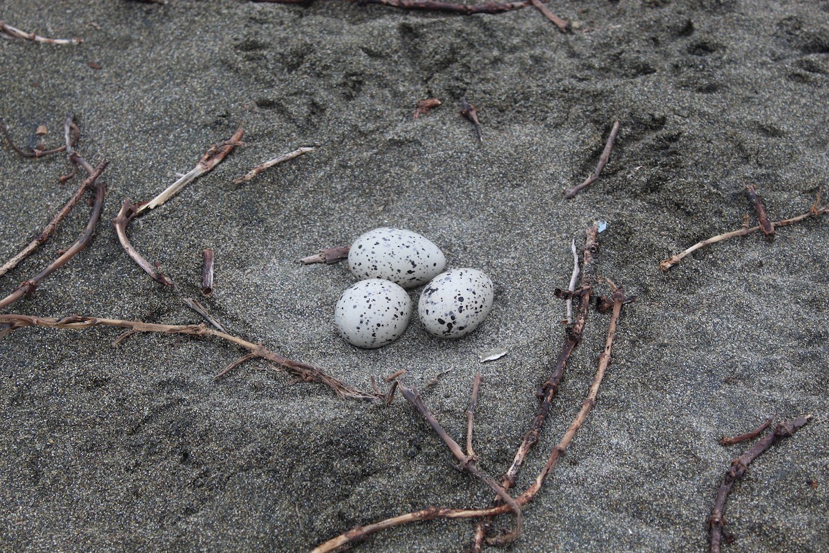 Кулик-сорока американський - ML646598724