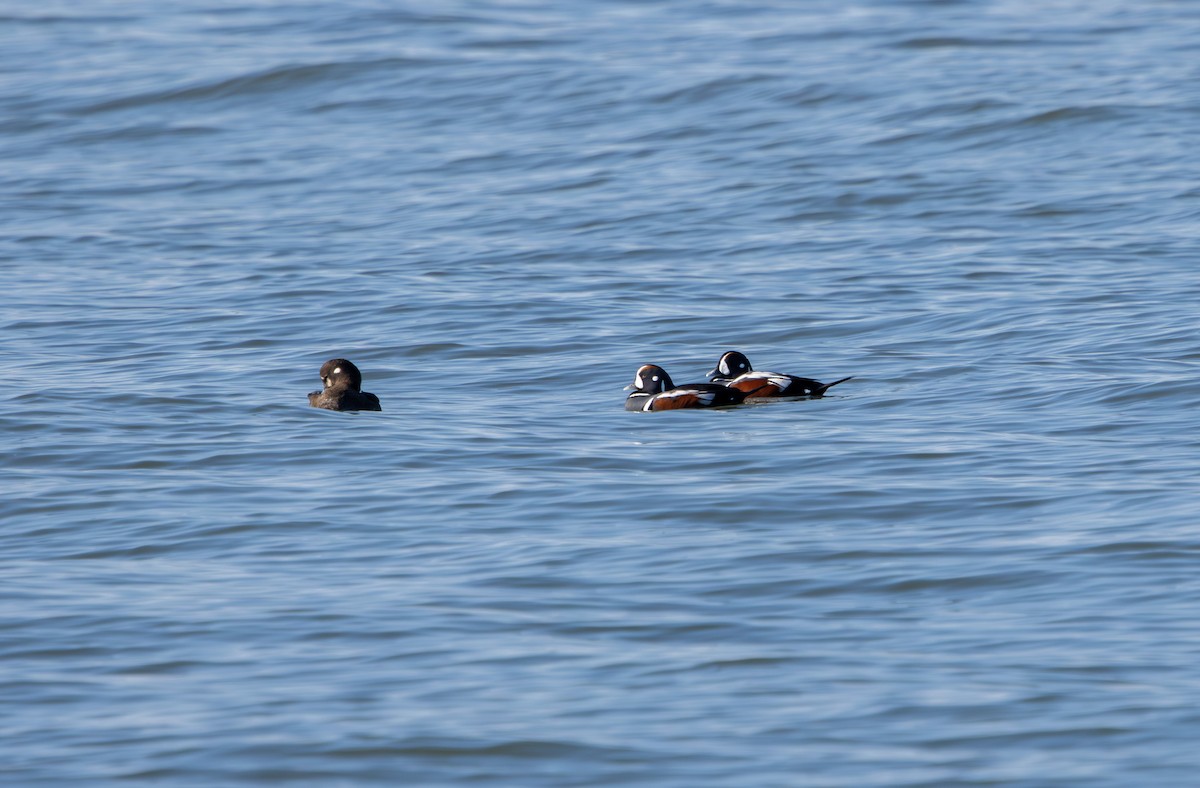 Хотгуужин чөрх - ML646598725