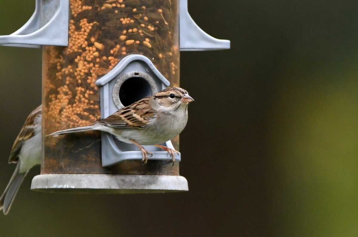 Chipping Sparrow - ML646598726