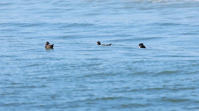 Каменярка - ML646598728