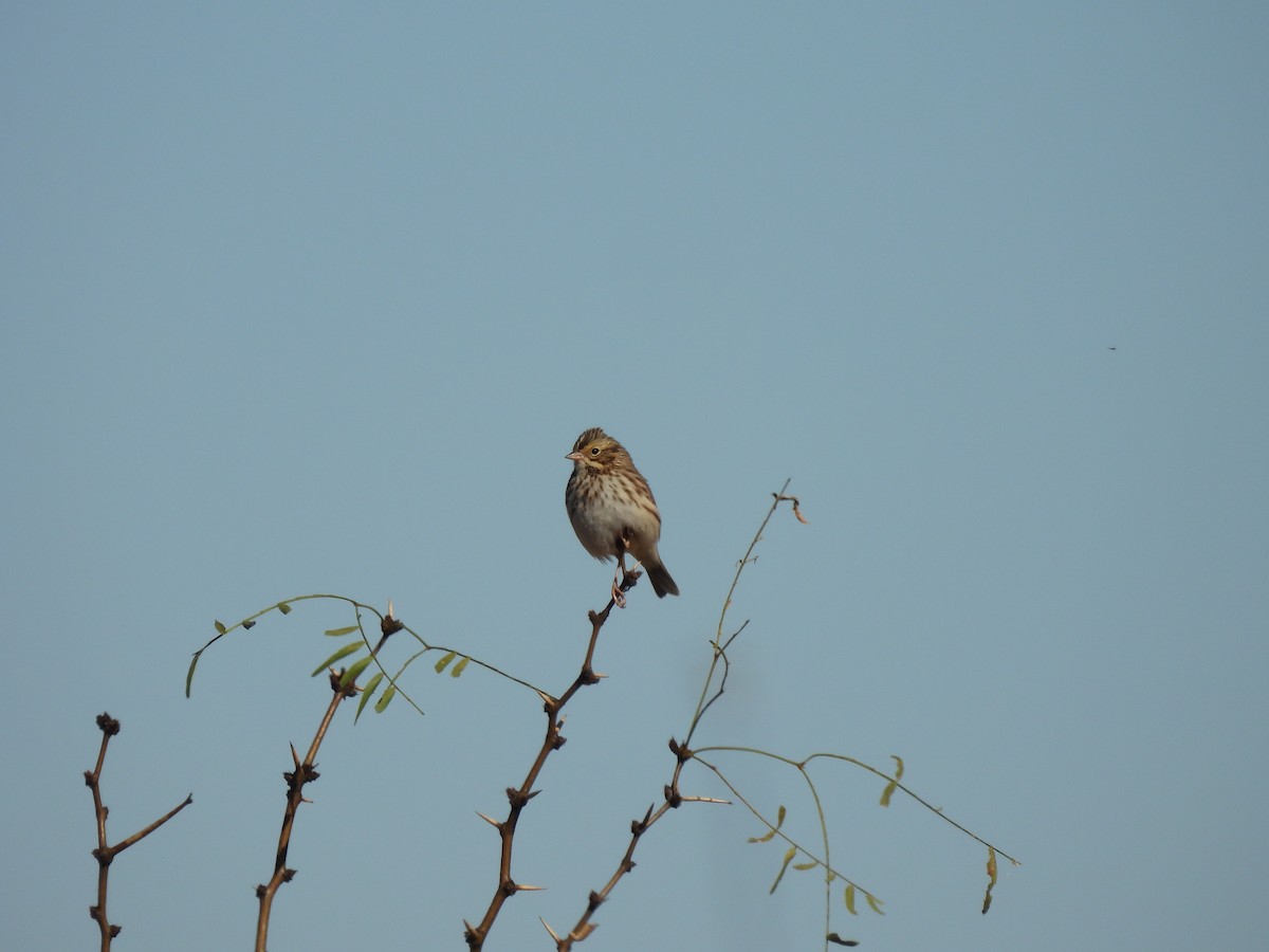 Savannah Sparrow - ML646598732