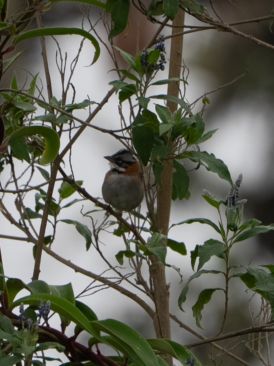 Morgenammer - ML646598734