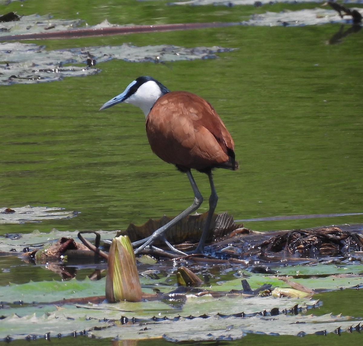 Jacana à poitrine dorée - ML646598738