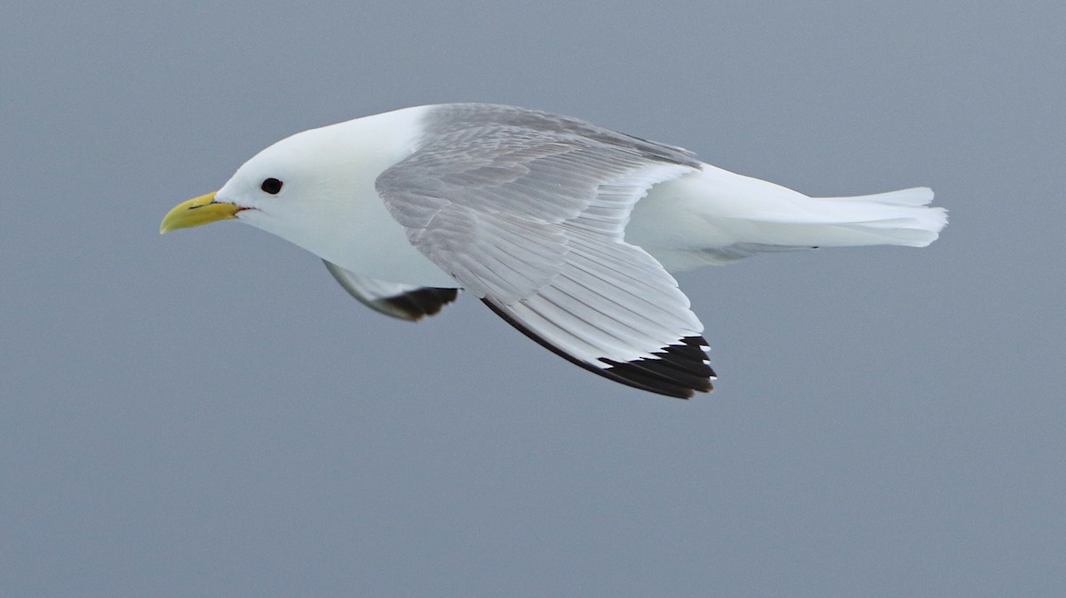 ריסה שחורת-רגל - ML646598740