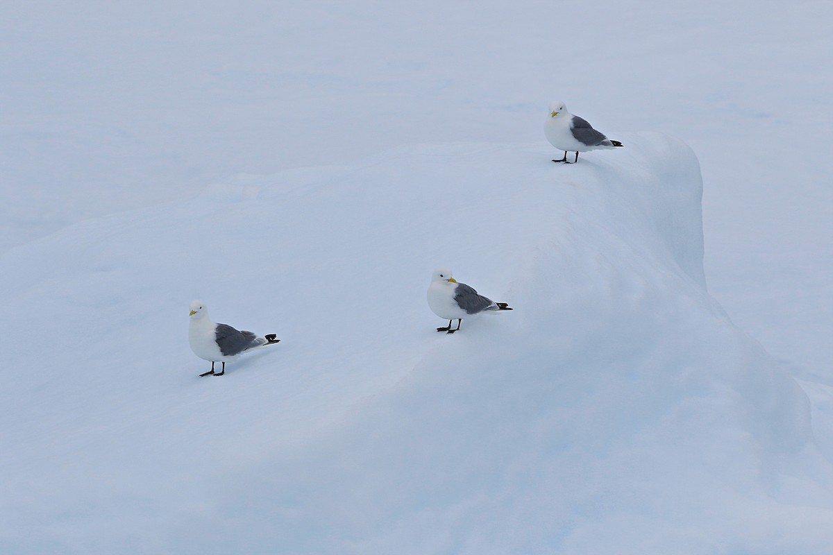 ריסה שחורת-רגל - ML646598741