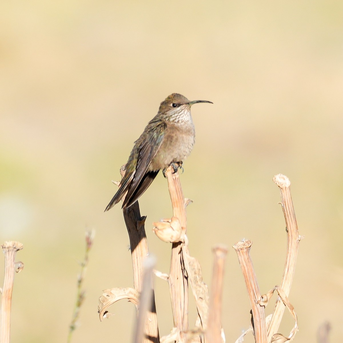White-throated Earthcreeper - ML646598742