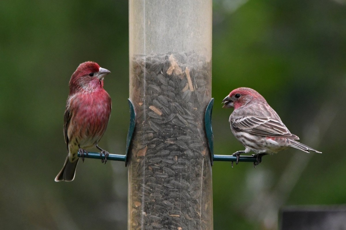 House Finch - ML646598743