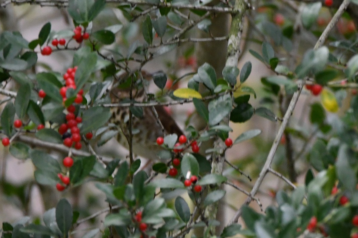 Hermit Thrush - ML646598745