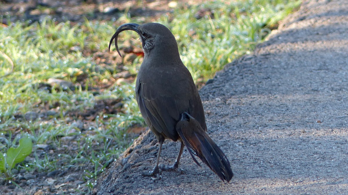 California Thrasher - ML646598746