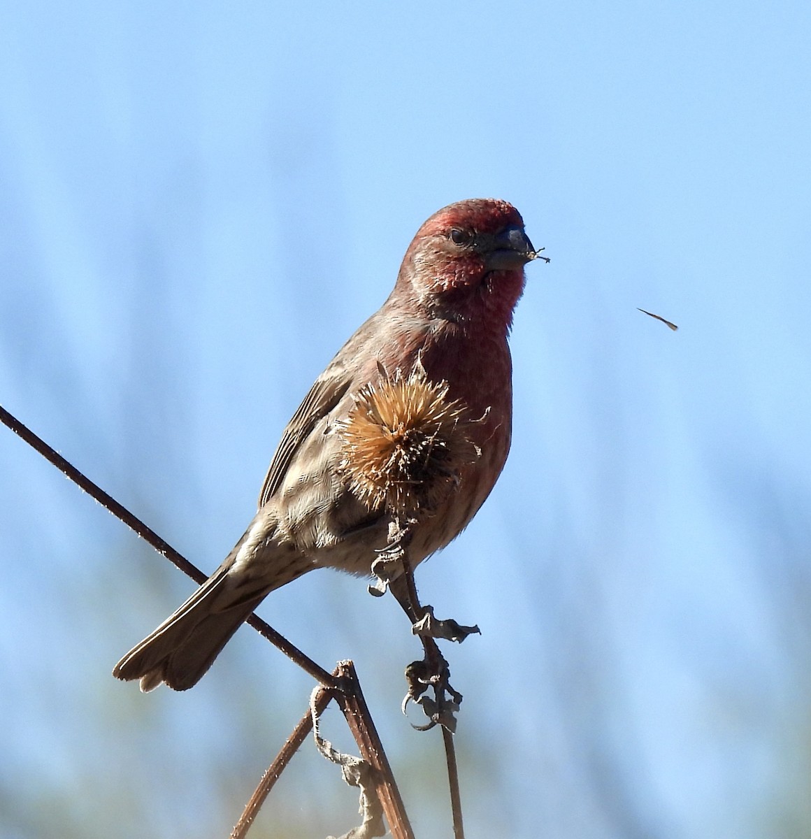 Burugorri arrunta - ML646598747