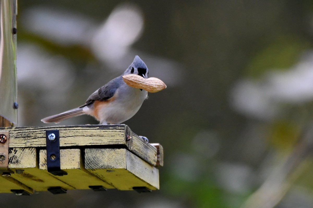Tufted Titmouse - ML646598748