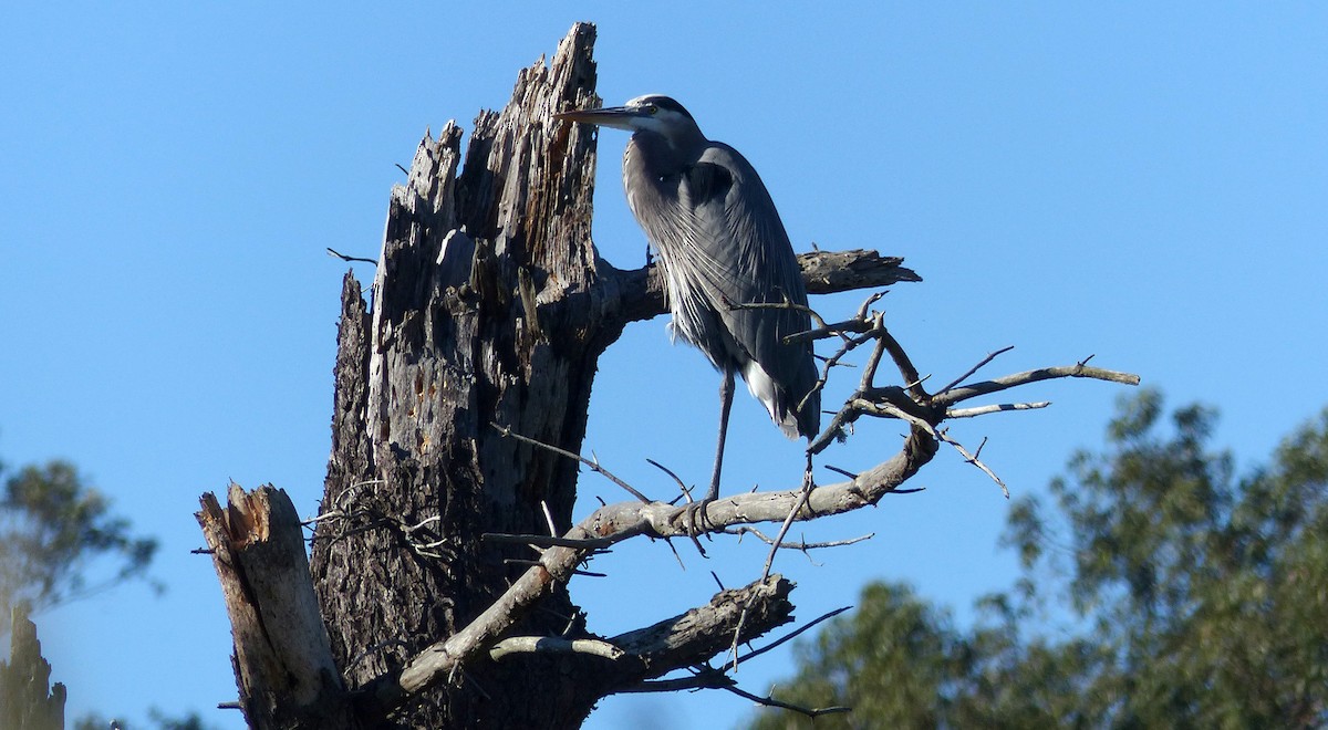 Great Blue Heron - ML646598751