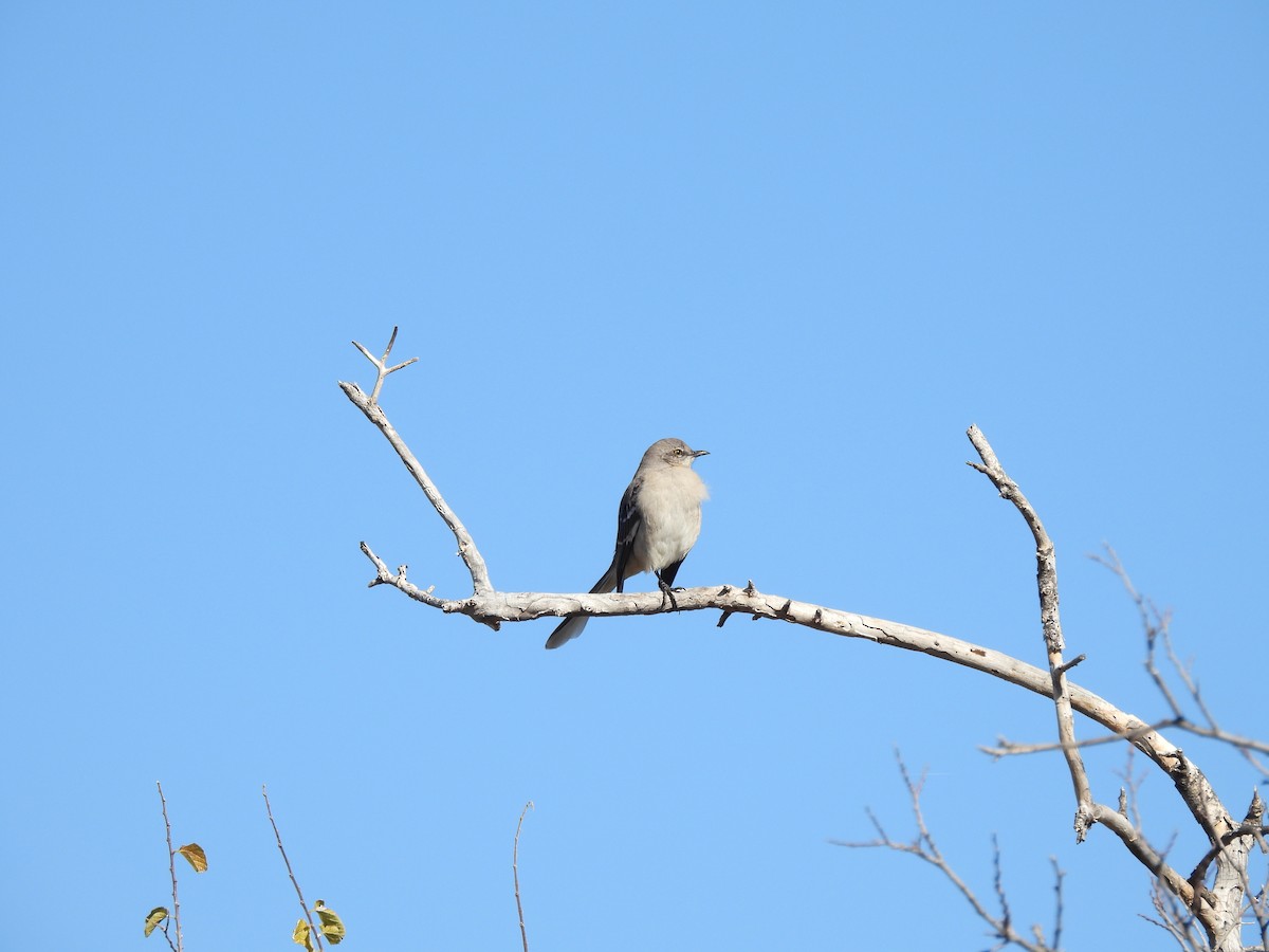 Northern Mockingbird - ML646598753