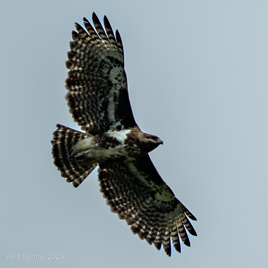 Busardo Malgache - ML646598754