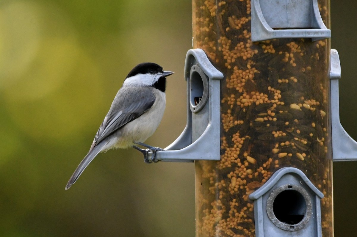Carolina Chickadee - ML646598755