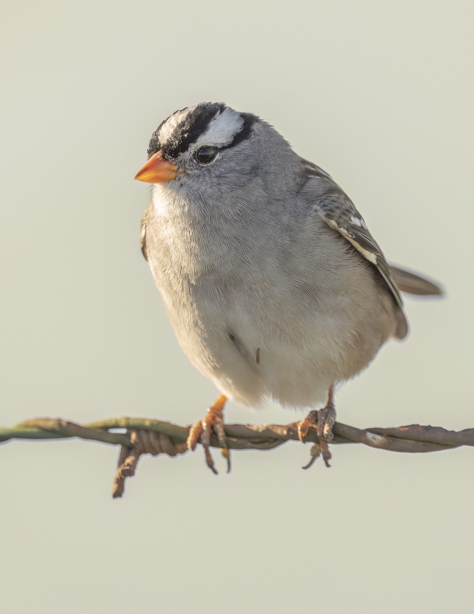 ミヤマシトド - ML646598758