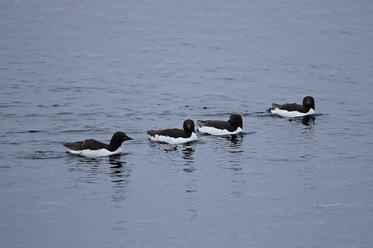 אורייה חייכנית - ML646598759