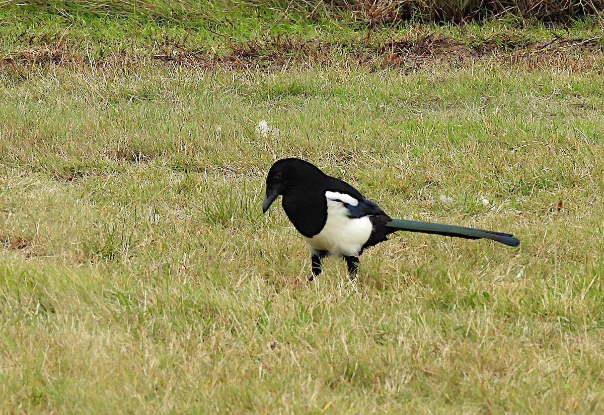 Elster - ML646598760