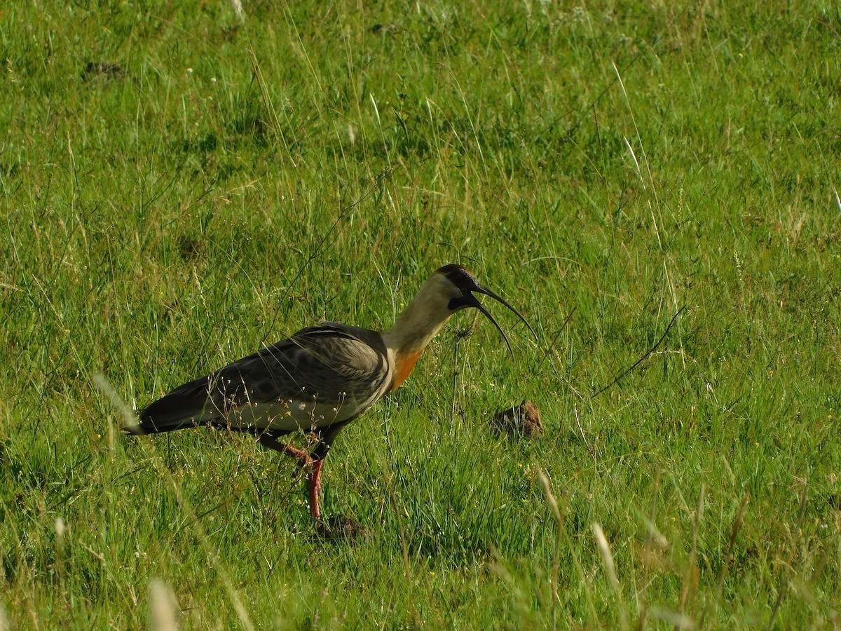 Buff-necked Ibis - ML646598761