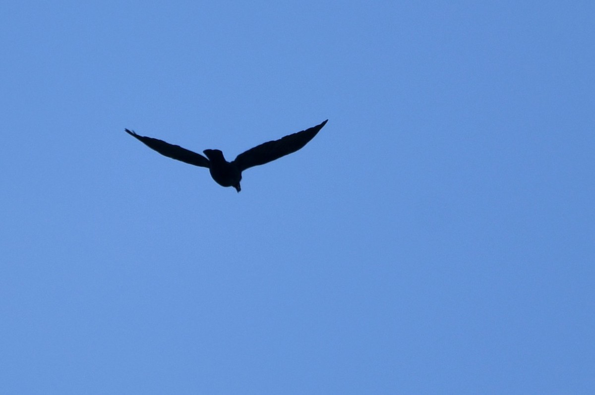 American Crow - ML646598763