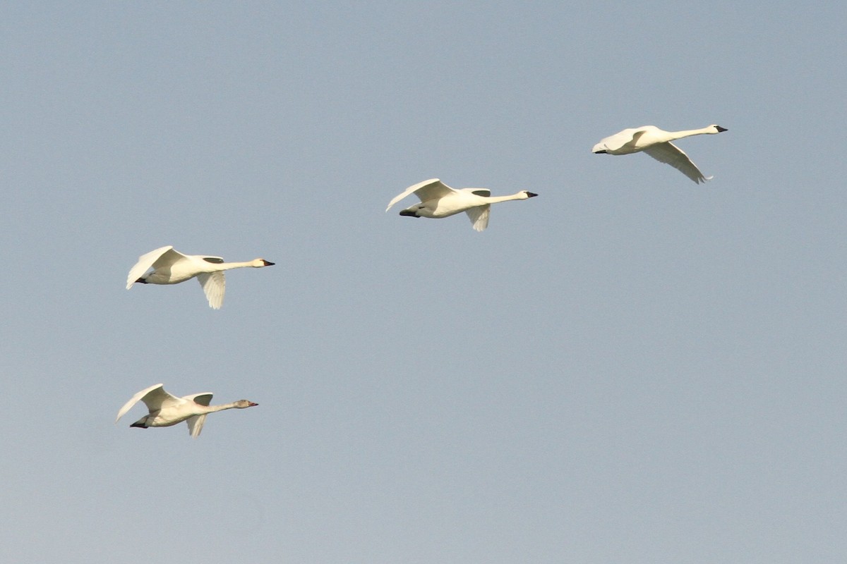 Cygne siffleur - ML646598764