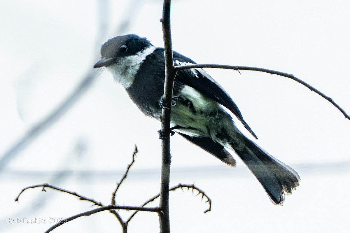 Bias de Ward - ML646598766