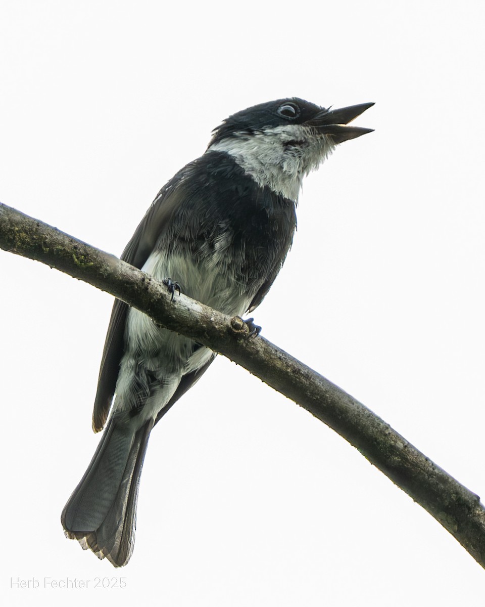 Bias de Ward - ML646598768