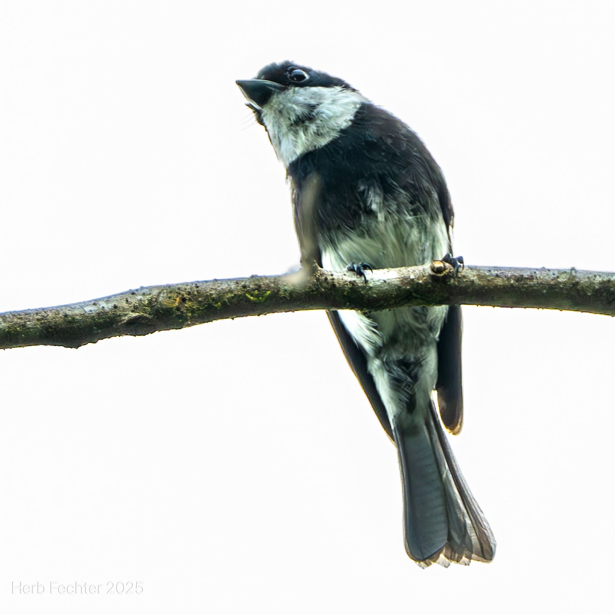 Bias de Ward - ML646598769