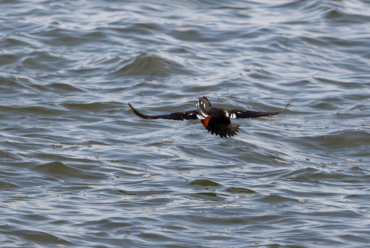 Хотгуужин чөрх - ML646598773