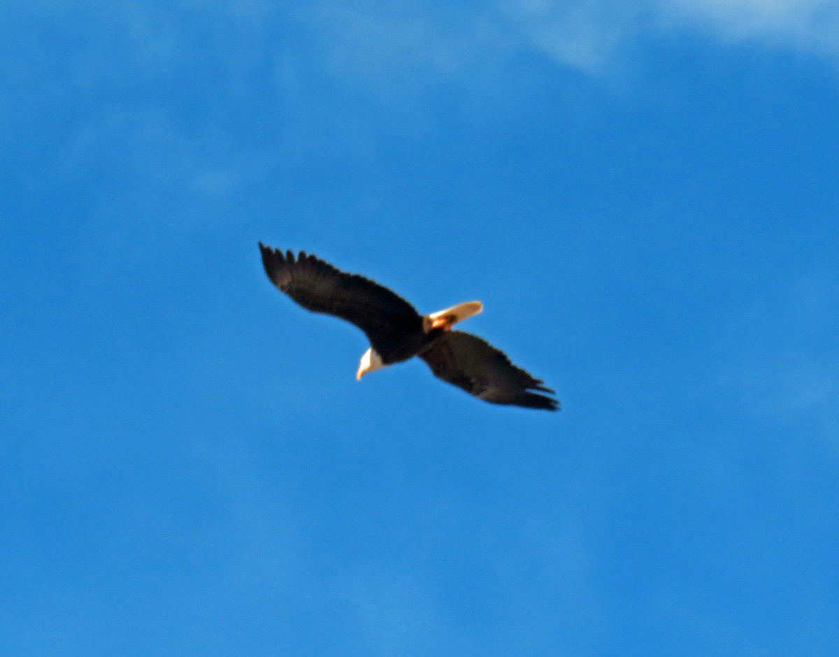 orel bělohlavý - ML646598775