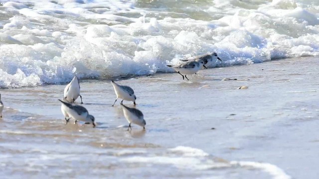 Побережник білий - ML646598776