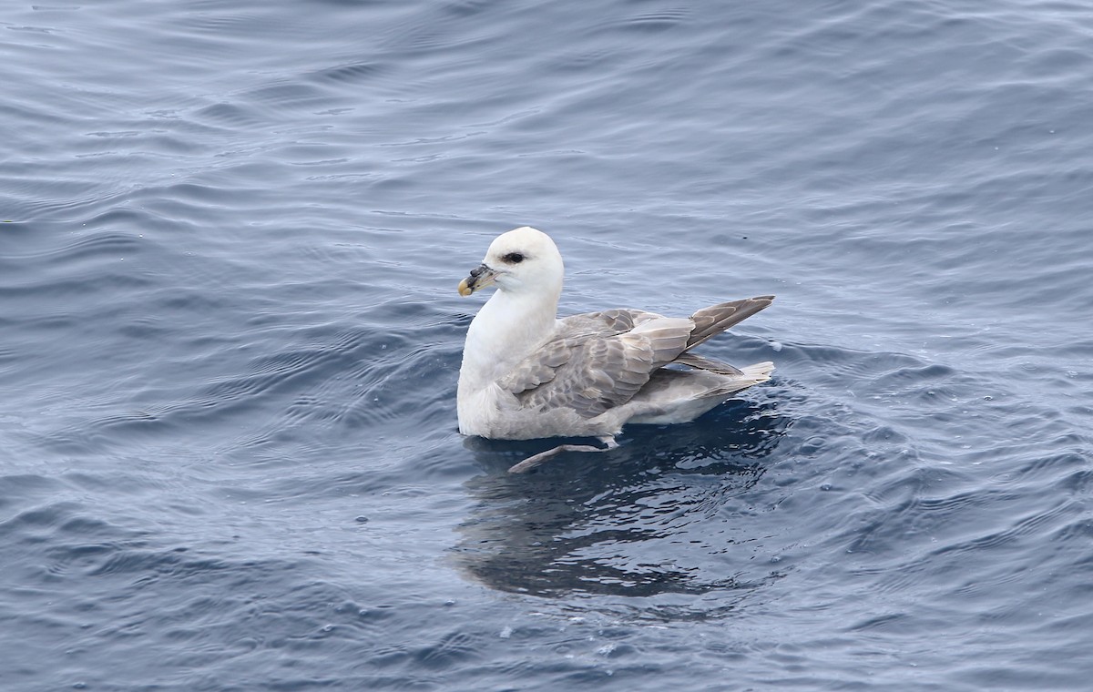 סערון שחפי - ML646598777