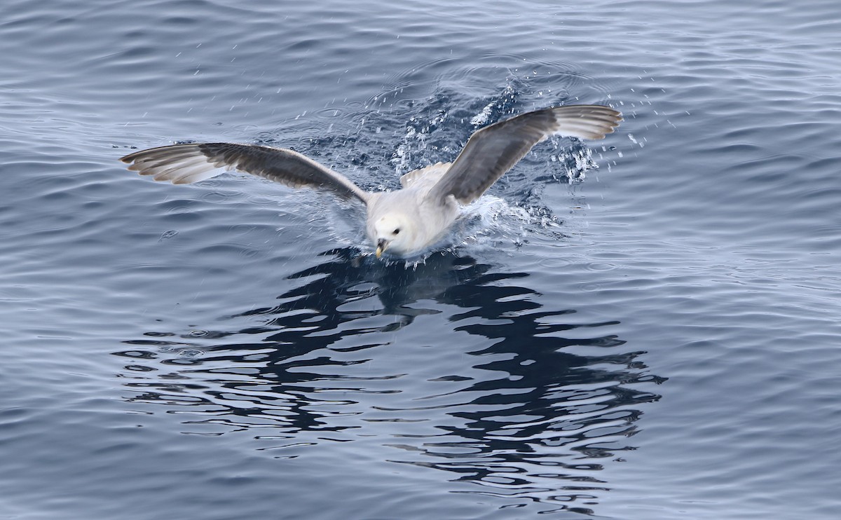 סערון שחפי - ML646598779