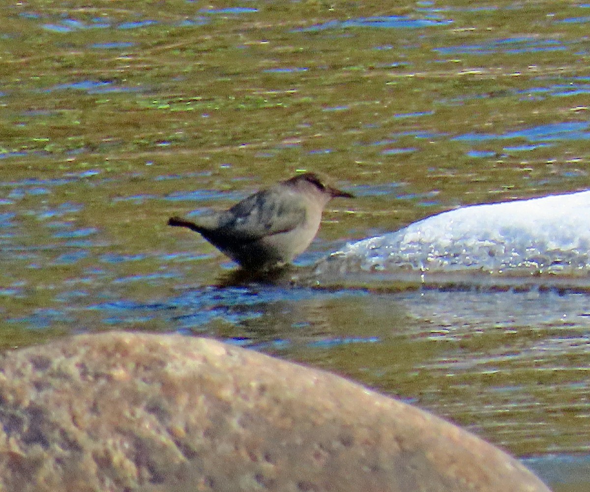 skorec šedý - ML646598781