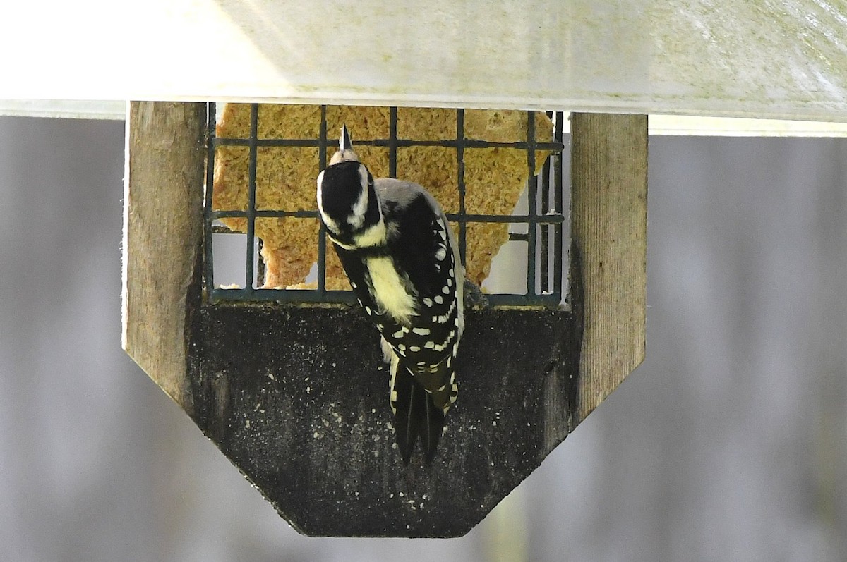 Downy Woodpecker - ML646598782