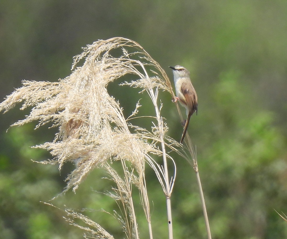 Prinia modeste - ML646598783