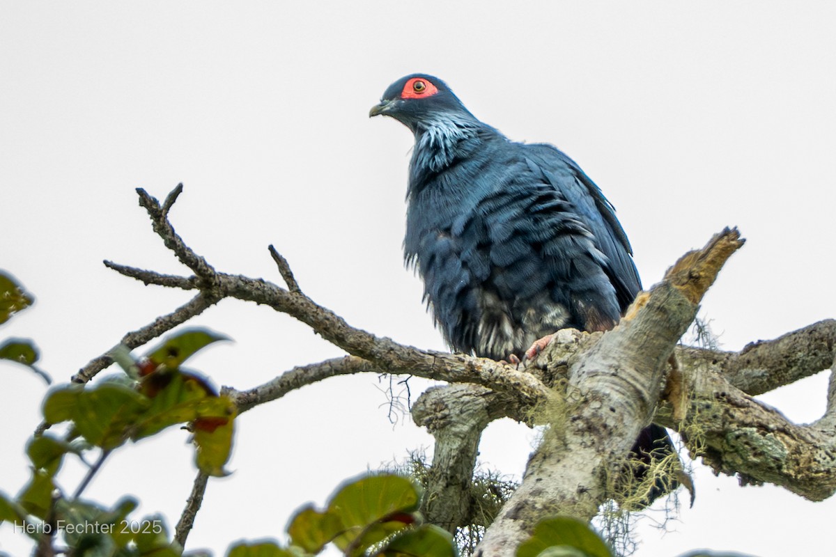 Paloma Azul Malgache - ML646598784
