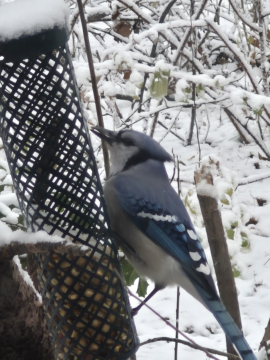 Blauhäher - ML646598785